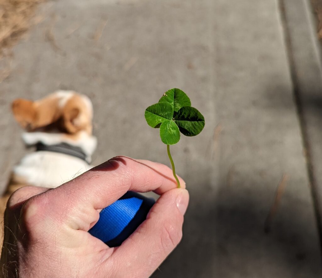 How to Find a Four-Leaf Clover